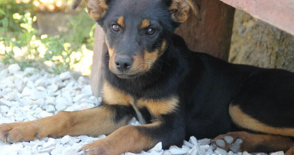 Отлов безнадзорных собак пройдет в четырех районах Краснодара