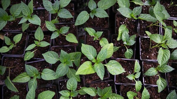    © Sputnik / Варвара Гертье