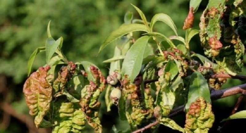 Вот так выглядит персик, заражённый курчавостью.