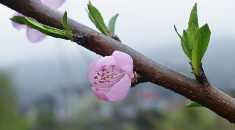Пик заболевания происходит когда появляются молодые листочки. 
