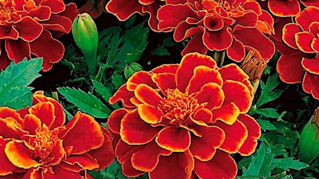 Фото автора. Отклоненные бархатцы