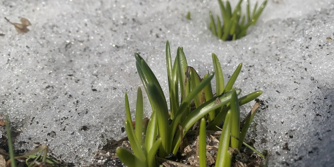 Пролеска сибирская пробилась сквозь снег в центре Рязани