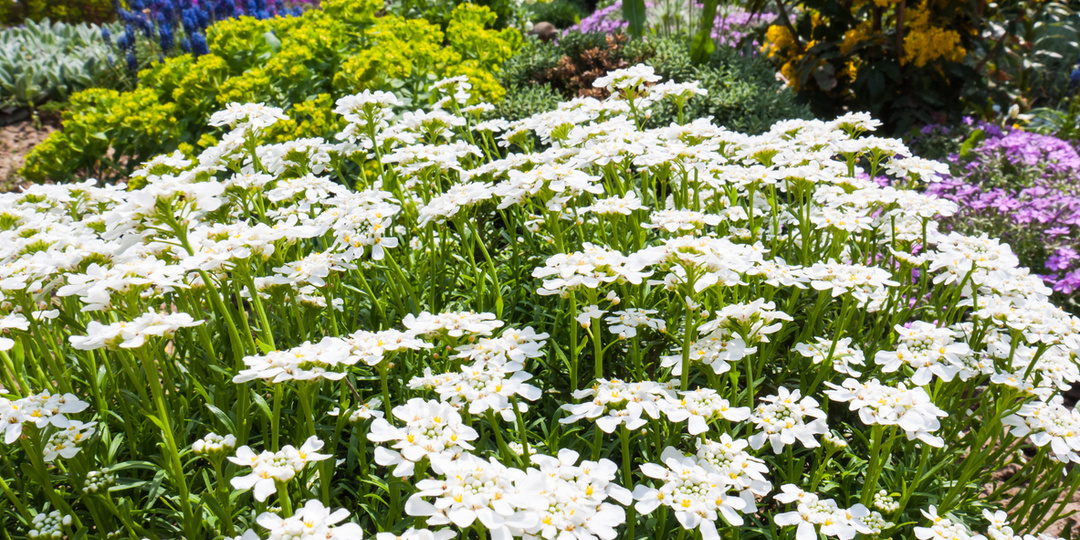 Хотите цветущий ковер в саду — посадите иберисы. Большая подборка эффектных видов и сортов