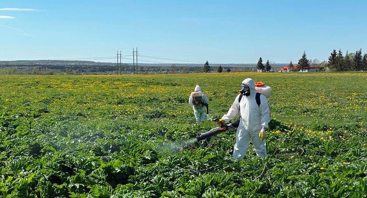 Что изменилось в законодательстве по борьбе с борщевиком Сосновского