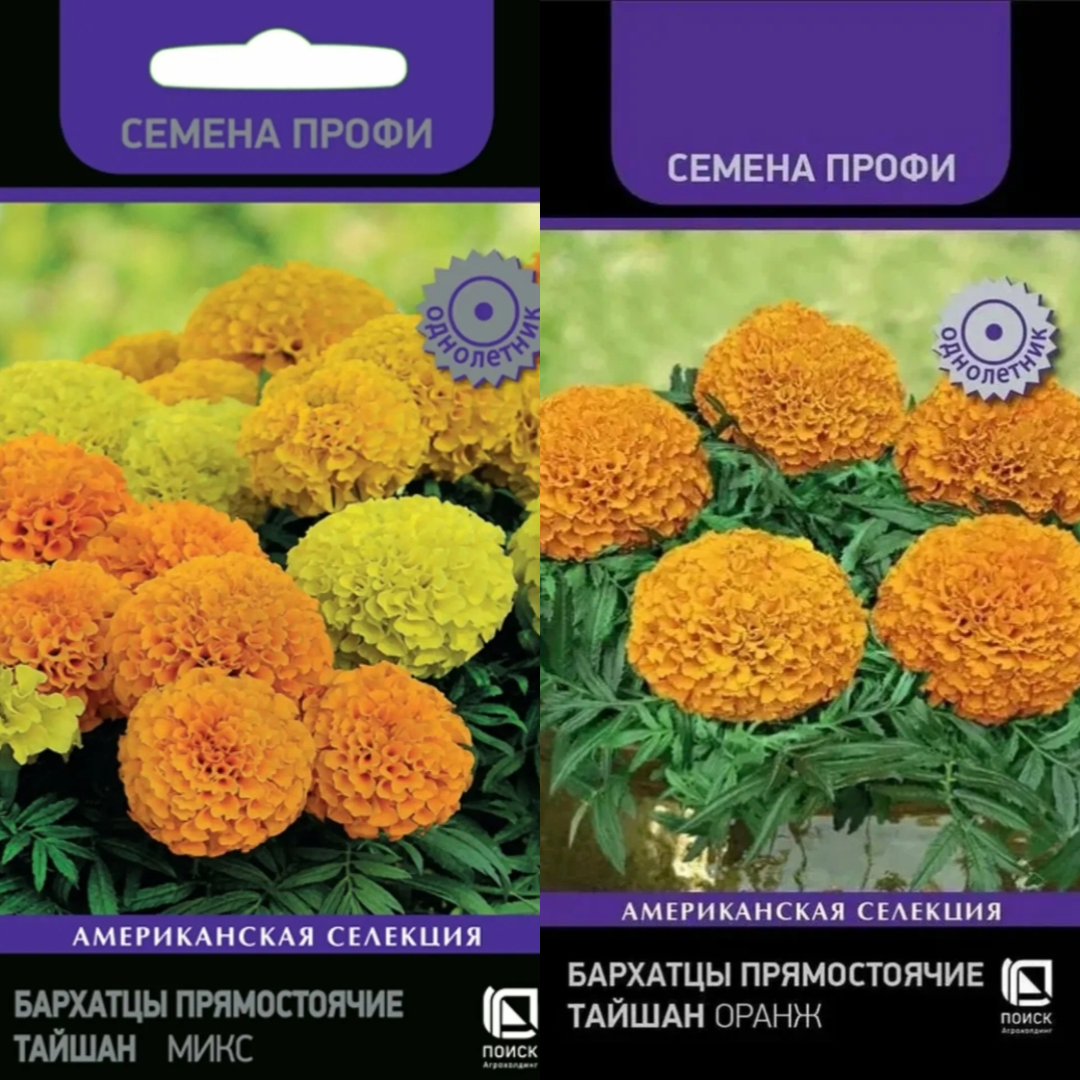 Бархатцы тайшаны. Американская селекция, Поиск