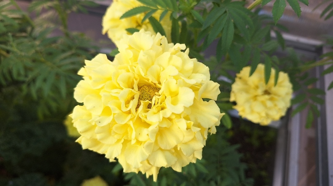 Фото автора. Гибридные бархатцы