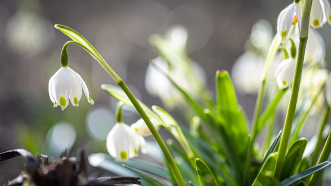 Фото: https://ru.freepik.com/free-photo/close-up-snowdrops-ground-macro-photography_24526200.htm#