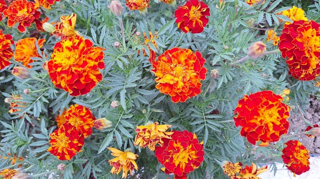 Фото автора.  Бархатцы — неприхотливый яркий однолетник, который радует всё лето