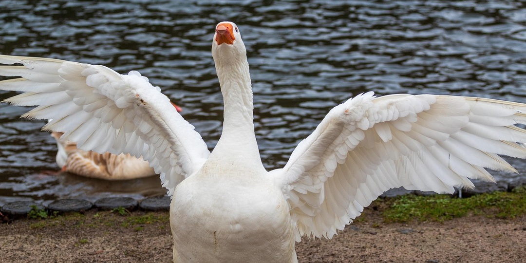 Разводил гусей 5 лет — вот самые выгодные породы