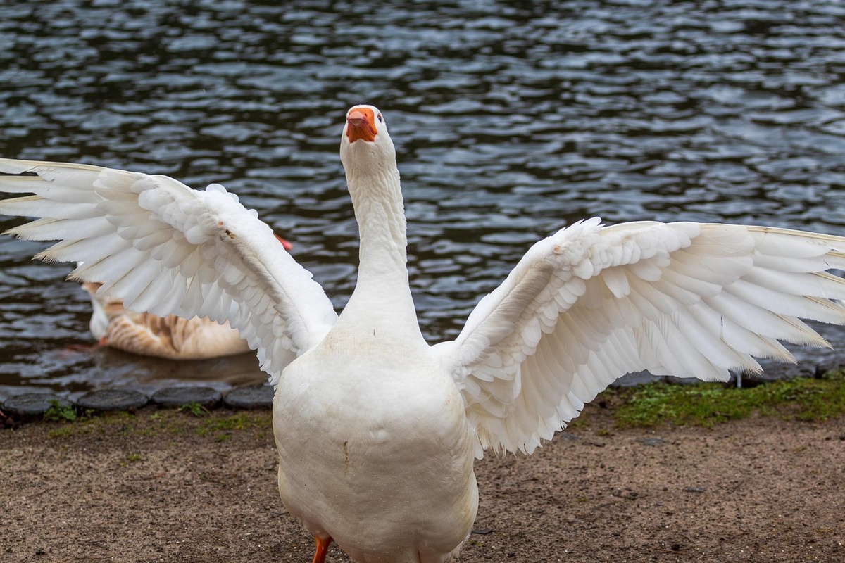 Фото: Iulianscutelnicuph / Pixabay.