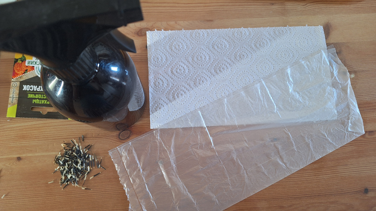 Фото автора. Подготовка к посеву в улитки