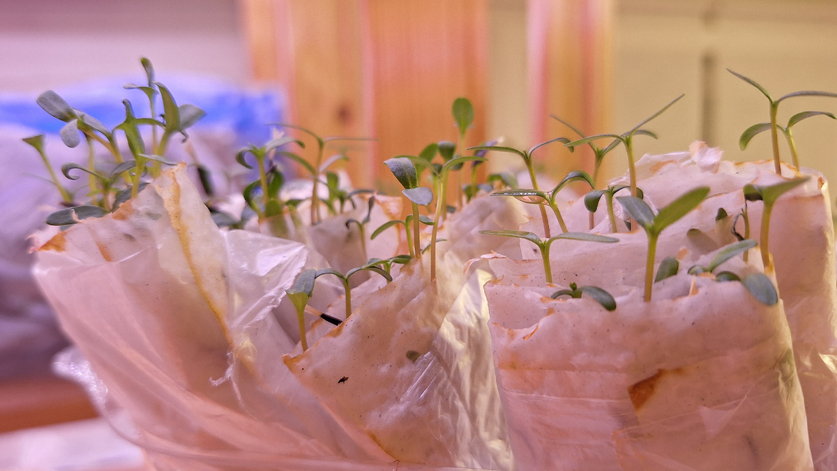 Фото автора. Бархатцы в улитках на 8 день после посева