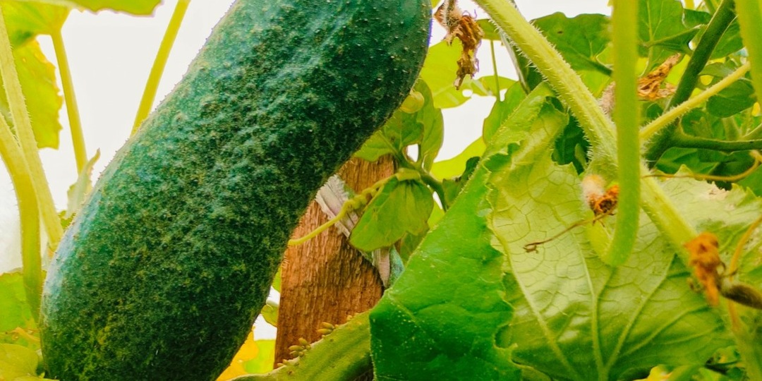 Не огурец, а алмаз в теплице: от этого гибрида без ума все дачники - урожайность на 100%
