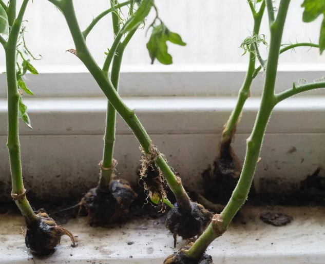 Почему падает рассада? 3 верных способа победить «черную ножку»