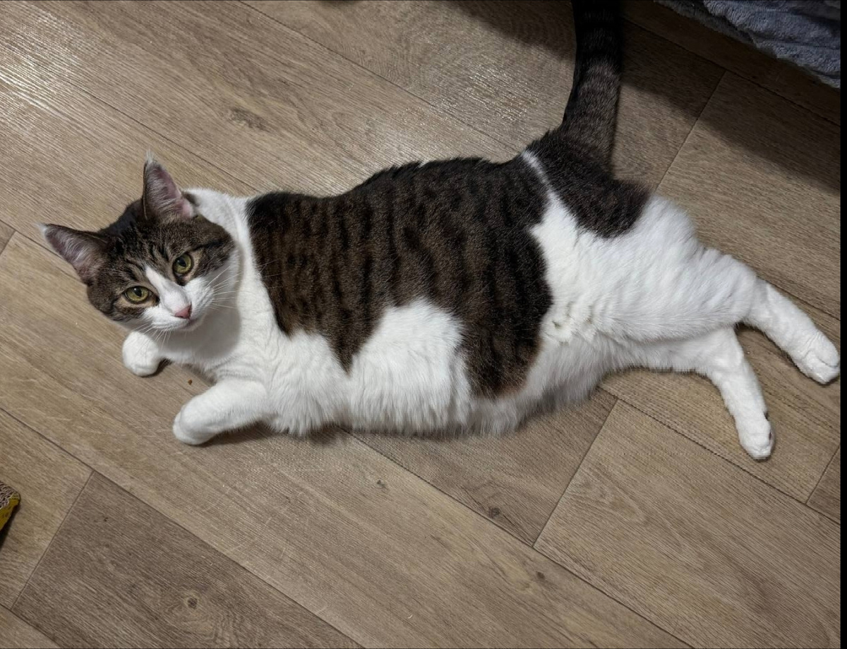 «Свежее от Хару (Рукавичка) - когда сестра приехала в гости). Хару на коленках любит лежать, постоянно просит, чтобы ее погладили». 