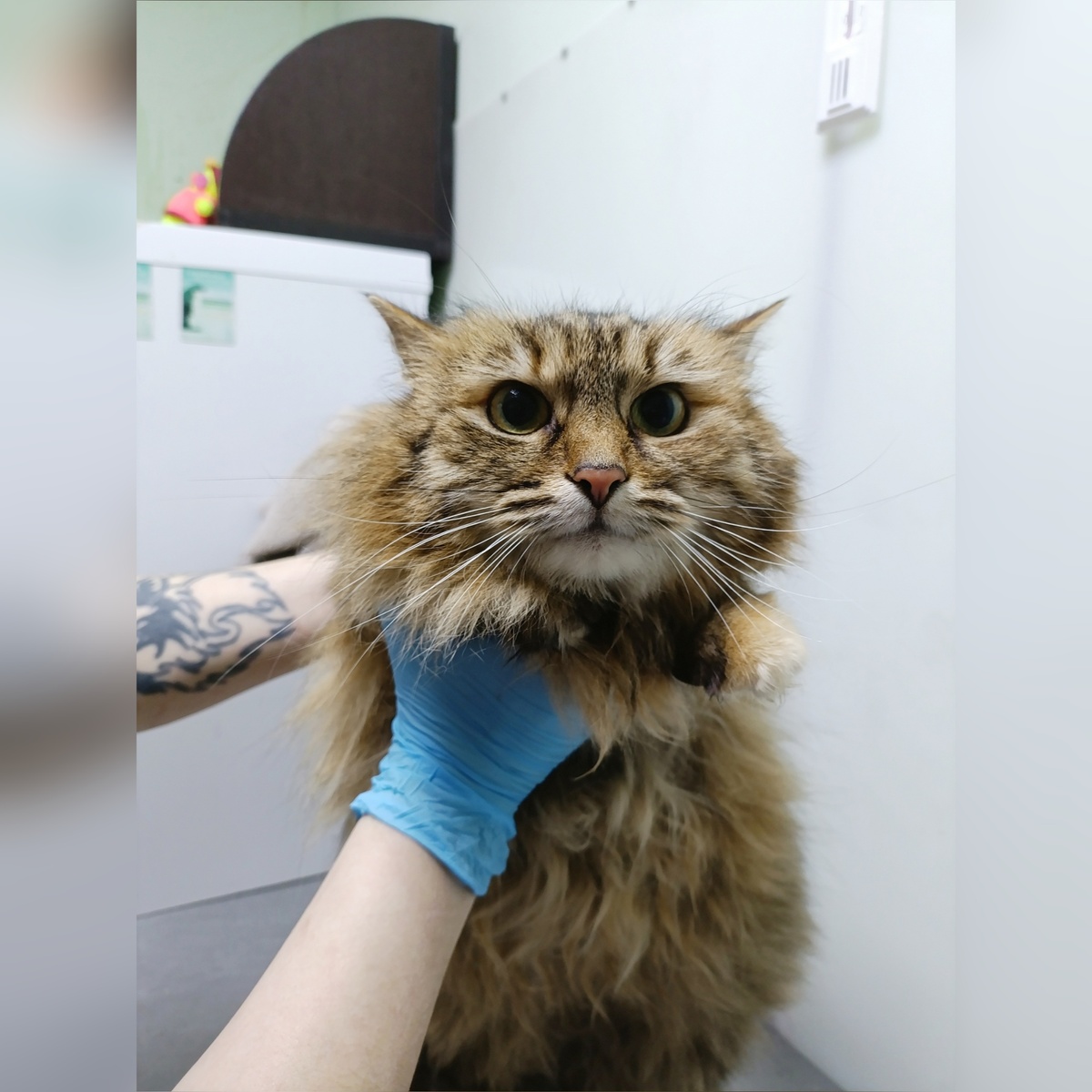 Минори приехала с улицы, кошечка из прайда уехавшей домой Липоньки.