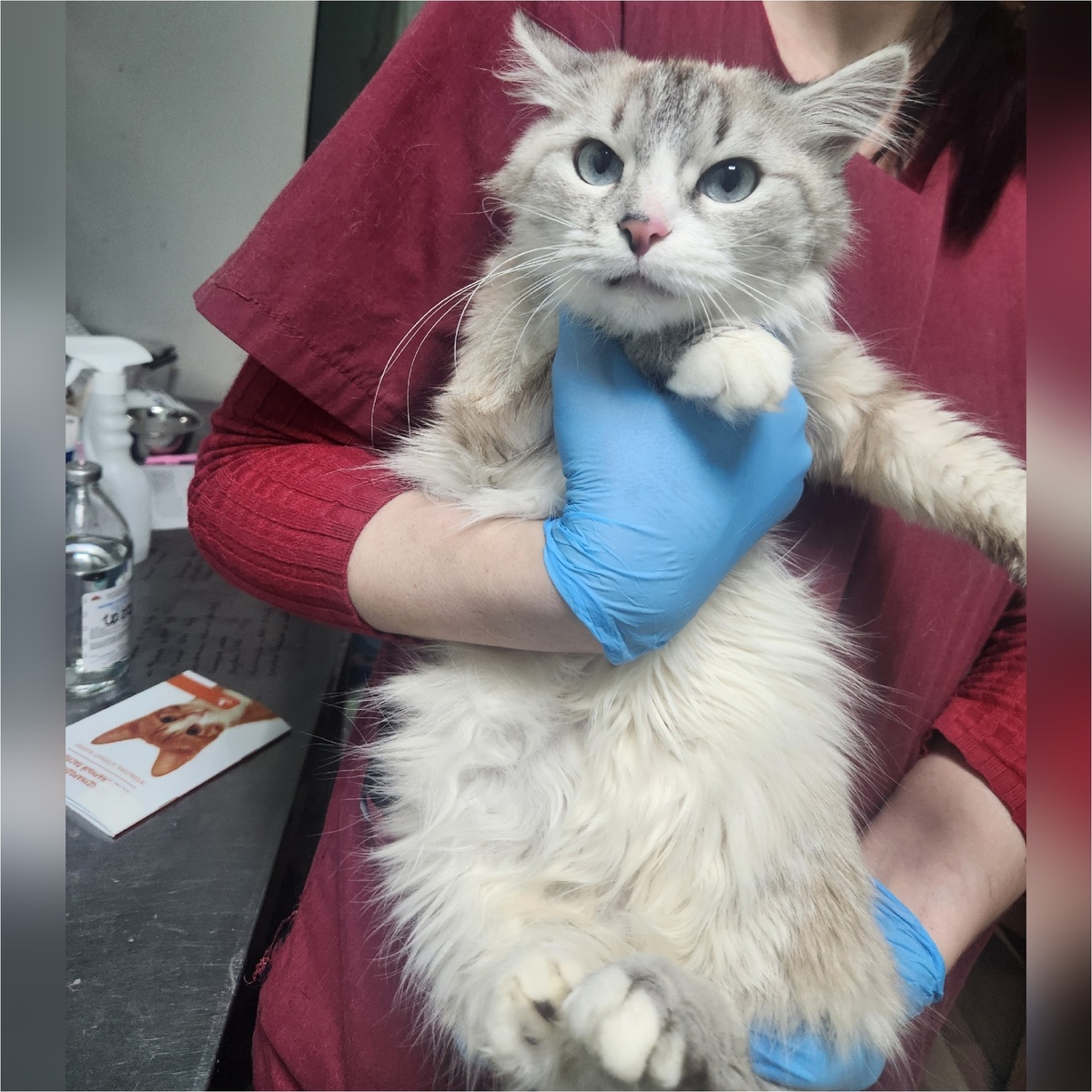 Зефирочка уличная, приехала с передержки.