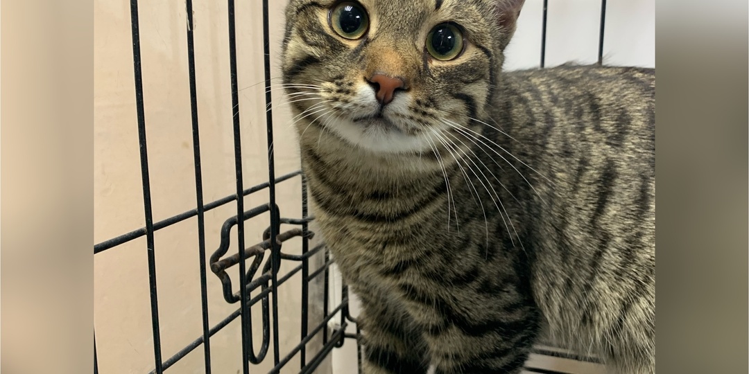 Приветствуем наше пополнение: спасённое с улицы и приехавшее с передержки