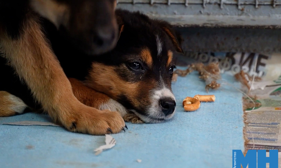 Как ищут дом для брошенных животных, и почему будущие хозяева обязаны пройти собеседование