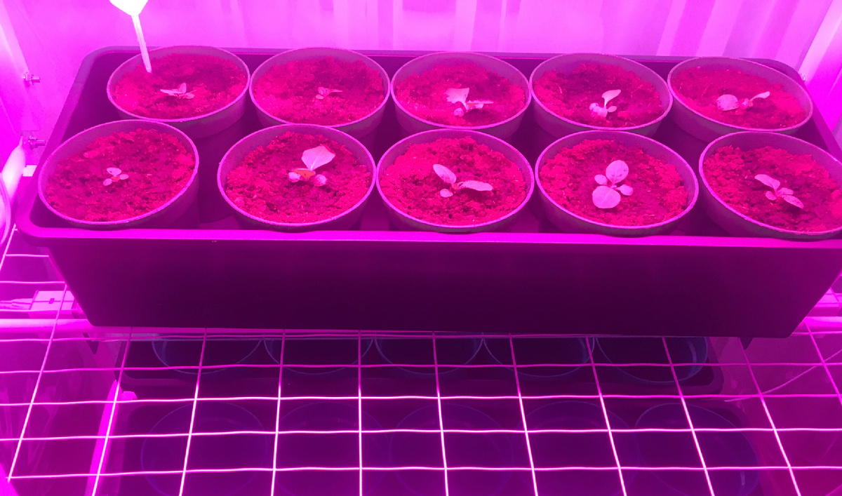 Первая пикировка. Расти большой,как говорится!