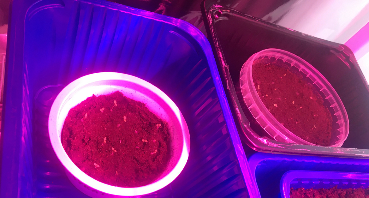 Трапезон ТН и Крымский Дукат. Всходы есть,но «задумчивые». 