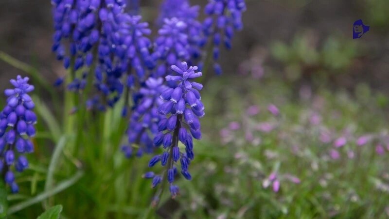      Фото: Валерия Алтухова / / ИА «Победа26»