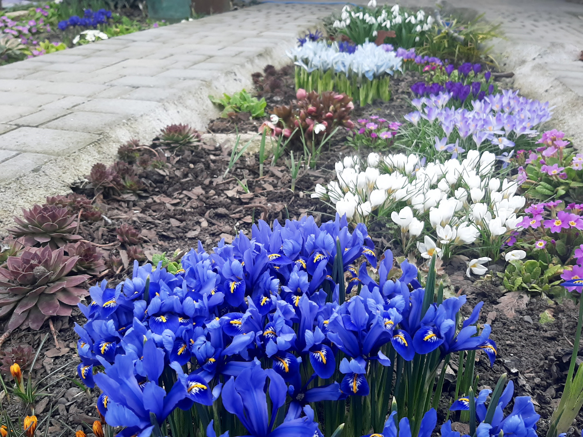 На переднем плане Harmony