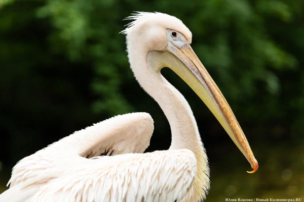 В Калининградском зоопарке отметят День птиц