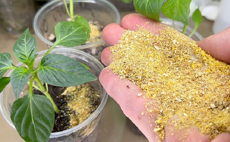 Секрет мощного урожая заключается в простой и необычной подкормке