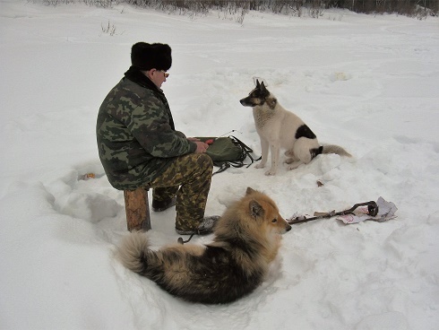 Фотографии Татьяны Немшановой разных лет. Река Ятрия. Западная Сибирь Приполярный Урал Зауралье, Тайга Крайнего Севера ХМАО Югра. Лайки севера России Дружок и Бим на подлёдной рыбалке.