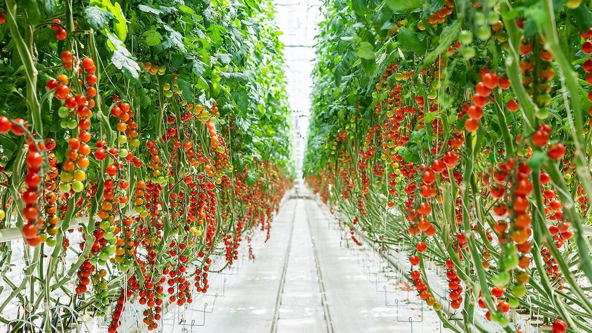 Группа компаний «РОСТ» построит тепличный комплекс площадью 30 га в Хабаровском крае. Комплекс станет крупнейшим производителем овощей защищенного грунта на Дальнем Востоке и позволит увеличить самообеспеченность края до 47% к 2027 году. Источник: официальный сайт ООО «УК «РОСТ».