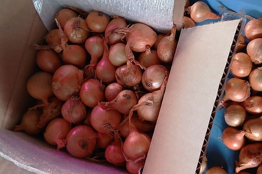 Выборок — разновидность лука-севка. Фото автора.