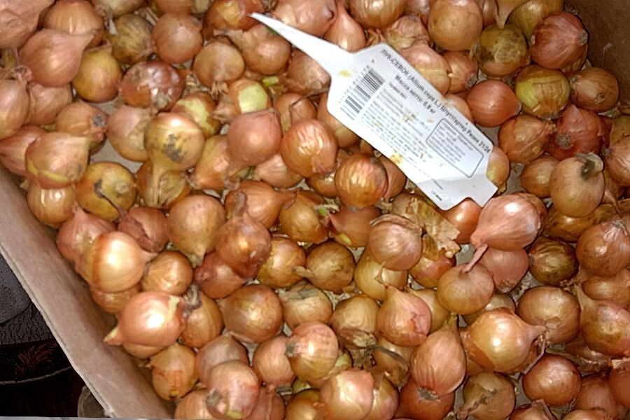 Лук севок рассыпаю в коробке и раз в 5 дней проверяю, отбраковывая негодные луковички. Фото автора.