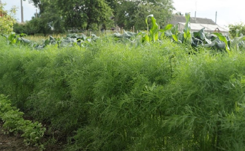 Секрет мощного укропа: старый аграрный способ для густой и сочной зелени