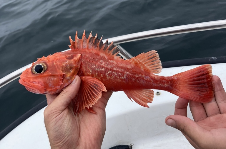 Шипощёк аляскинский (Sebastolobus alascanus) или Shortspine thornyhead