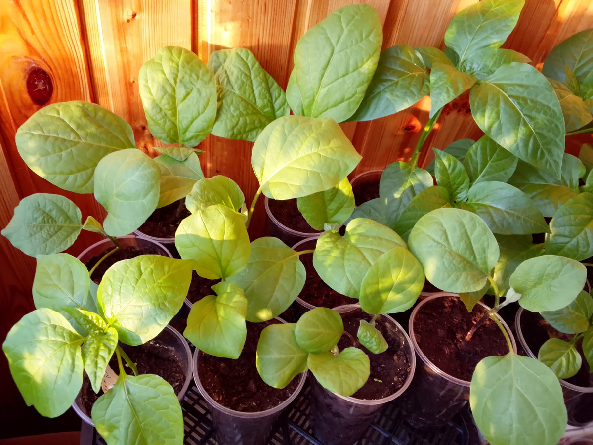 Расссада баклажанов и перца, фото автора от 25 марта 2026 года