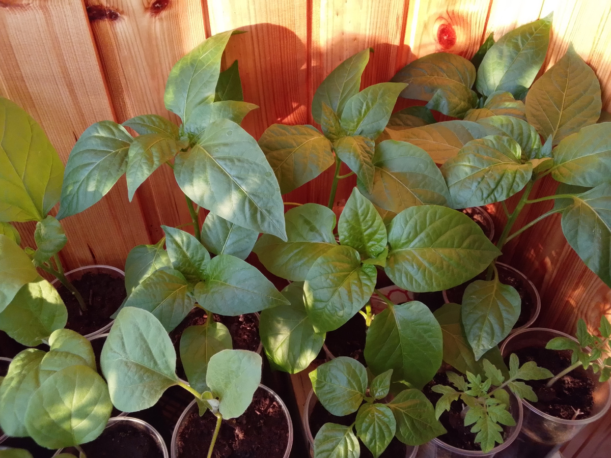 Рассада болгарского перца, фото автора от 25 марта 2026 года