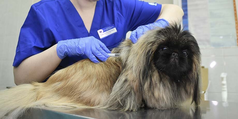    Фото: Москва 24/Антон Великжанин