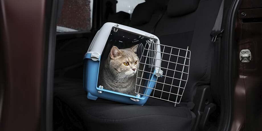    Фото: 123RF.com/liudmilachernetska