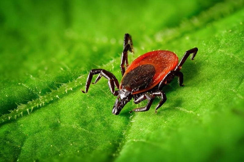 Как избавиться от клещей на участке: эффективные методы и секреты защиты для всей семьи