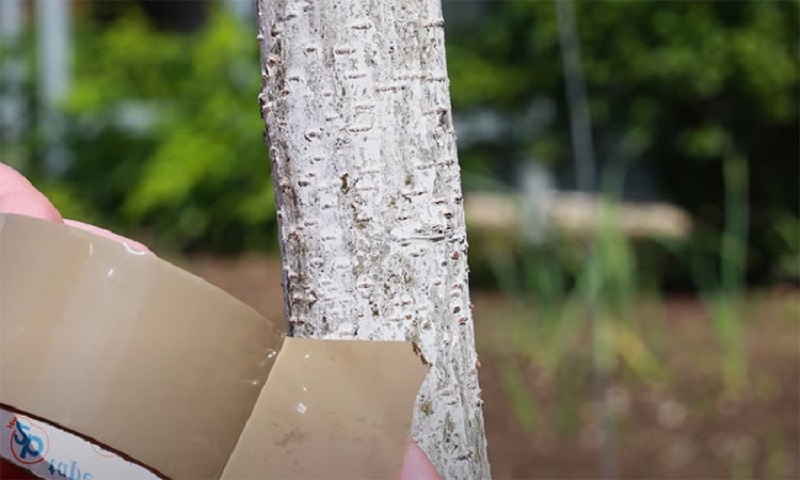 Оригинальный способ защитить огород от муравьев и тли: деревенская хитрость со скотчем и золой