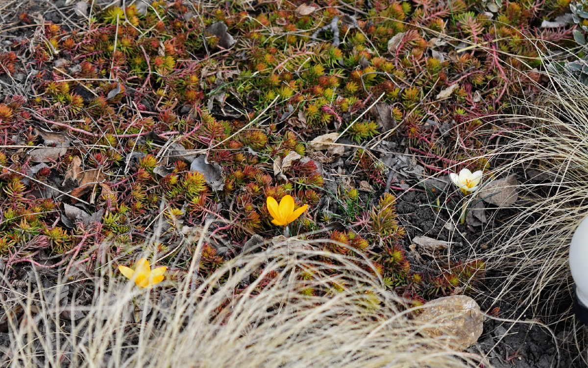 Остатки куртин крокусов, посаженных просто в грунт