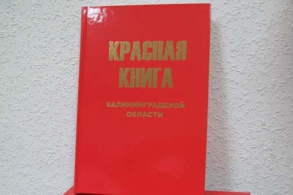 На второе издание Красной книги Калининградской области выделили 5,5 млн рублей