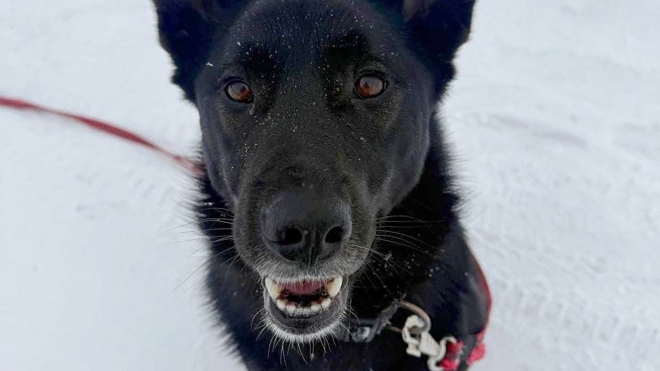 Раду нашли под мостиком с разбитой головой