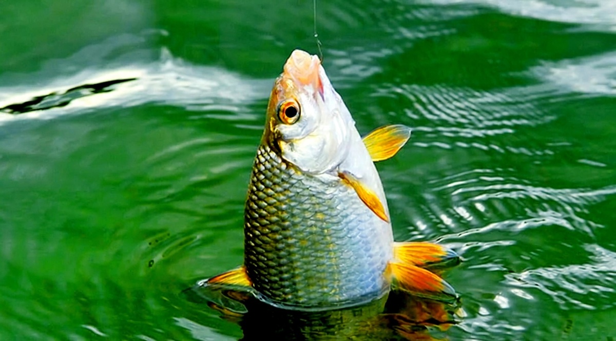 Плотва отлично ловится на резинку