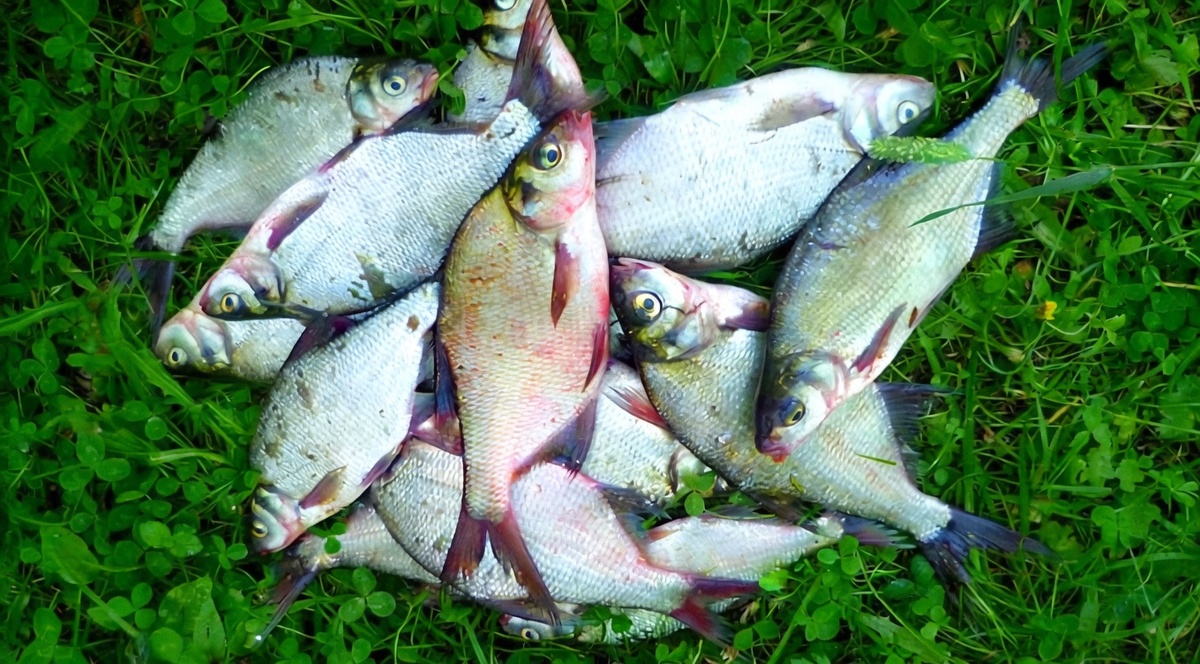 Подлещики. Пойманы утром на резинку