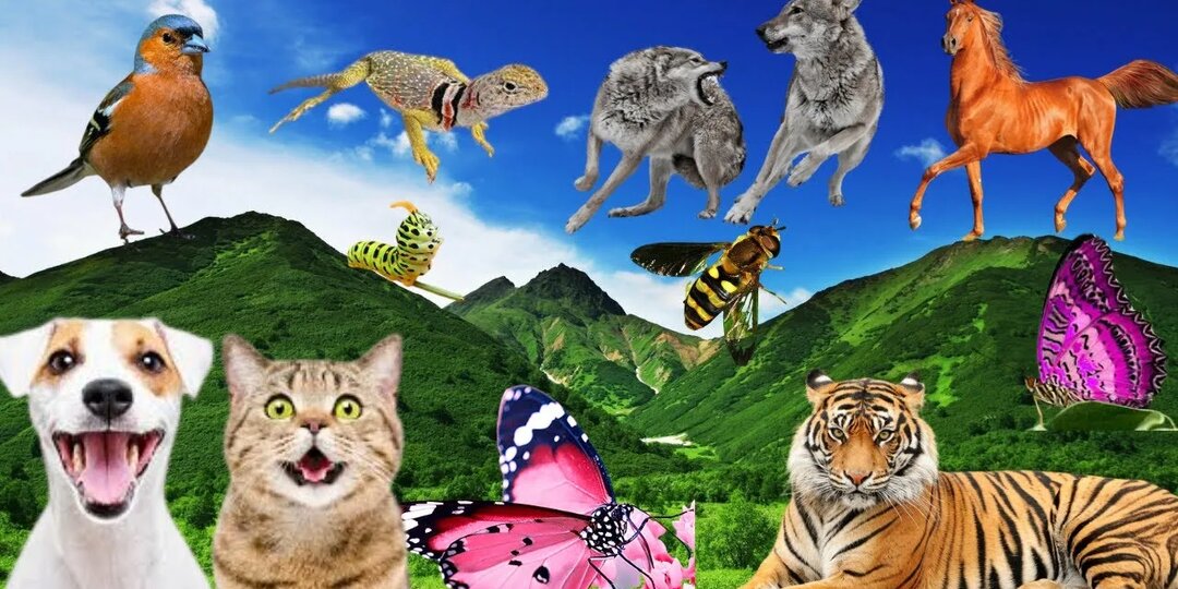 Мудрость природы: уроки жизни от братьев наших меньших