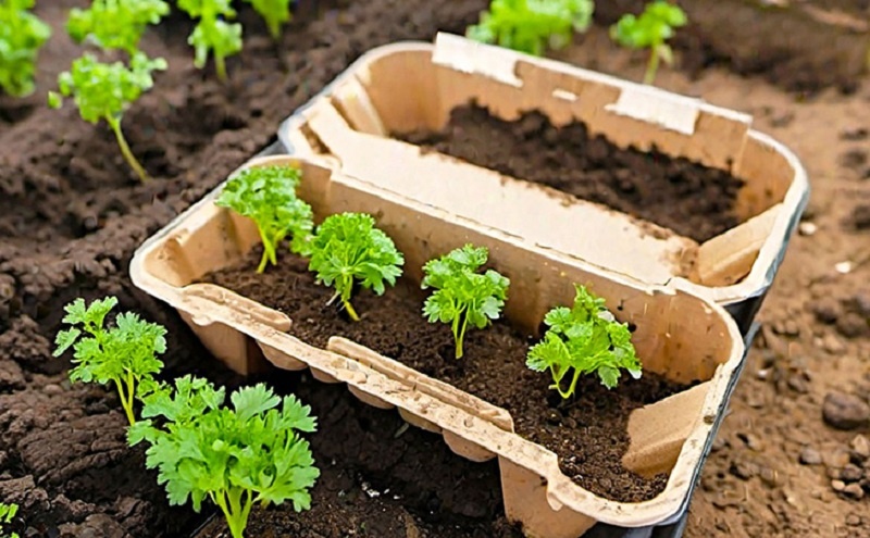 Петрушка без хлопот: простой способ посева с гарантированными всходами