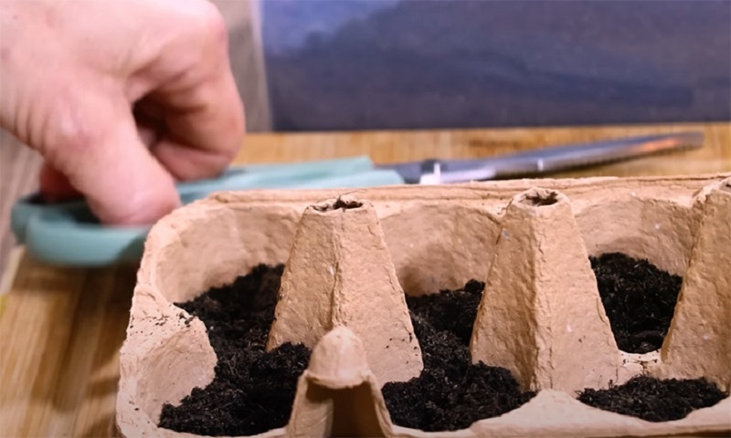 Петрушка без хлопот: простой способ посева с гарантированными всходами