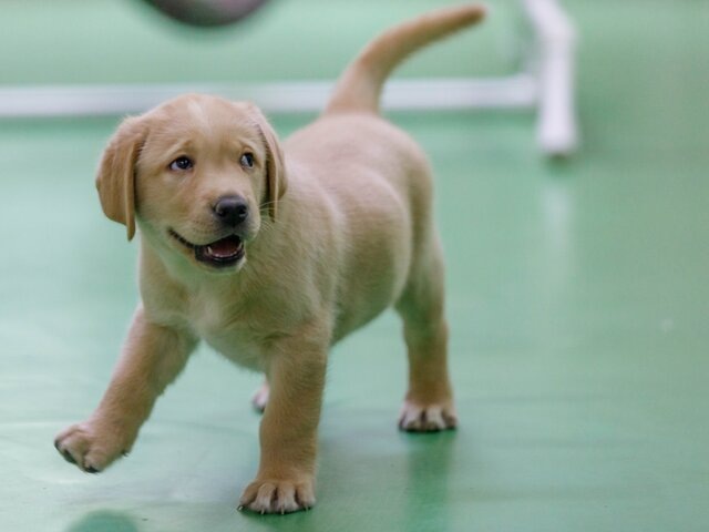    Фото: портал мэра и правительства Москвы/Александра Липкина